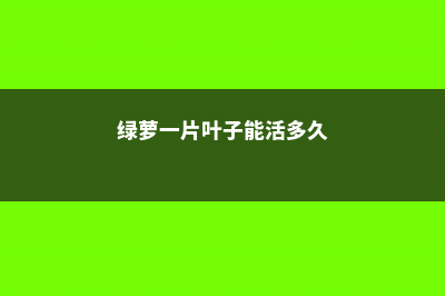 绿萝一片叶子能活么，可以水培生根繁殖么 (绿萝一片叶子能活多久)