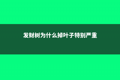 发财树为什么掉叶子，落叶怎么补救 (发财树为什么掉叶子特别严重)