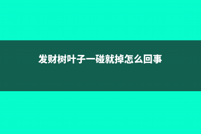 发财树叶子一碰就掉，掉光了还能活吗 (发财树叶子一碰就掉怎么回事)