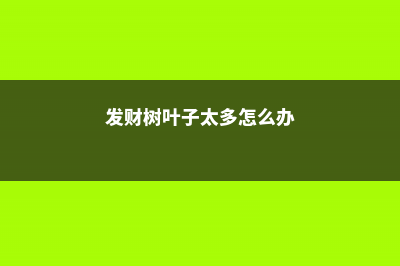 发财树叶子太多怎么剪，坏叶、老叶子要剪掉吗 (发财树叶子太多怎么办)