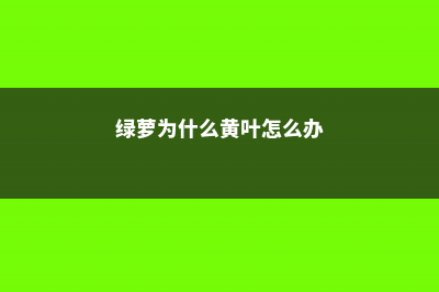 绿萝为什么黄叶枯萎，叶子发黄怎么补救 (绿萝为什么黄叶怎么办)