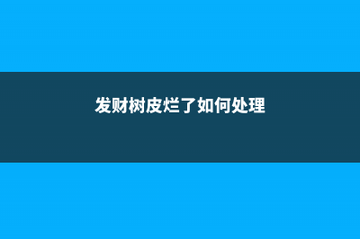 发财树皮烂了如何补救，还能活吗 (发财树皮烂了如何处理)