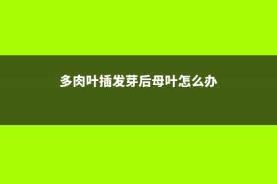 多肉叶插发芽后怎么种，多久给水，多久长大 (多肉叶插发芽后母叶怎么办)