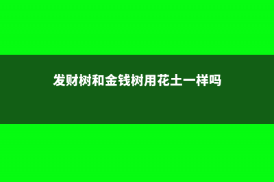 发财树和金钱树哪个好养，怎么养的好 (发财树和金钱树用花土一样吗)