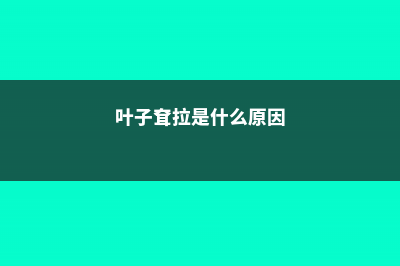 叶子耷拉“没精神”？剪1刀，枝条插水里，植物重返生机 (叶子耷拉是什么原因)