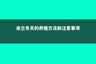 米兰冬季怎么养 (米兰冬天的养殖方法和注意事项)