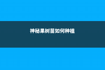 神秘果苗多少钱一棵，一棵能产多少斤？ (神秘果树苗如何种植)