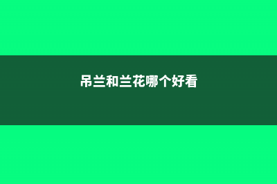 吊兰和兰花哪个好养，有什么区别？ (吊兰和兰花哪个好看)