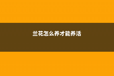 兰花怎么养才能旺盛、枝繁叶茂？ (兰花怎么养才能养活)