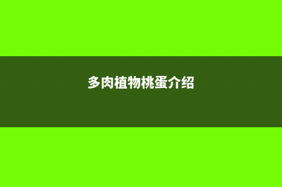 多肉“桃蛋”桃之卵怎么养？如何浇水、施肥和换盆？ (多肉植物桃蛋介绍)