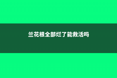 兰花根全部烂了能活吗，空根和烂根的区别，怎么补救？ (兰花根全部烂了能救活吗)