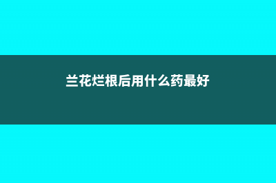 兰花烂根后用什么消毒，剪掉后怎么种？ (兰花烂根后用什么药最好)