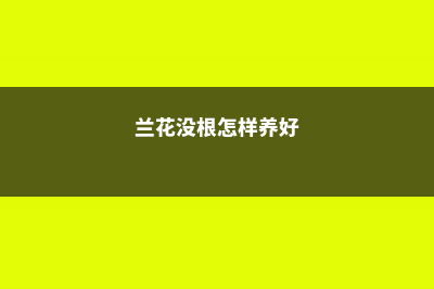 兰花没根怎样养出根来，可以用沙发根吗？ (兰花没根怎样养好)