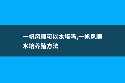 一帆风顺可以水养吗，水培放些什么，多少水合适？ (一帆风顺可以水培吗,一帆风顺水培养殖方法)