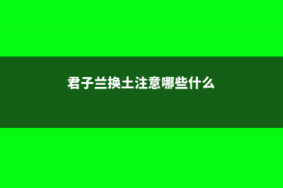 君子兰换土注意事项：旧土还能用吗？要修根吗？换后要浇水吗？ (君子兰换土注意哪些什么)