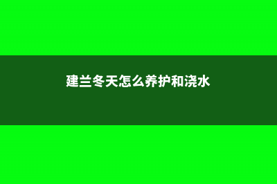 建兰冬天怎么养，合适的温度是多少，湿度是多少？ (建兰冬天怎么养护和浇水)