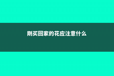 刚买回家的花应该怎么养 (刚买回家的花应注意什么)