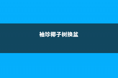 袖珍椰子换盆要修根吗，几月份换盆？ (袖珍椰子树换盆)