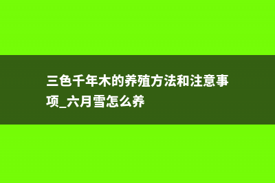 三色千年木的养殖方法和注意事项 (三色千年木的养殖方法和注意事项_六月雪怎么养)