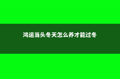 鸿运当头冬天怎么养 (鸿运当头冬天怎么养才能过冬)