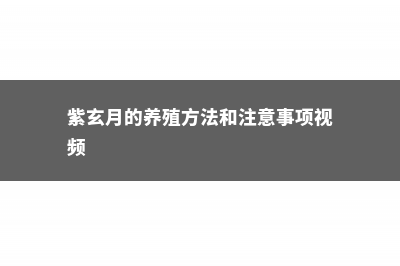 紫玄月的养殖方法和注意事项 (紫玄月的养殖方法和注意事项视频)