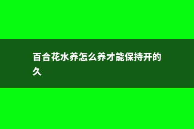 百合花用水怎么养 (百合花水养怎么养才能保持开的久)