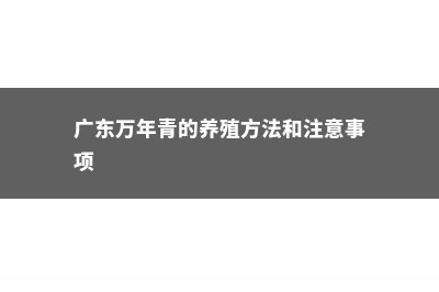 广东万年青的养殖方法和注意事项 (广东万年青的养殖方法和注意事项)