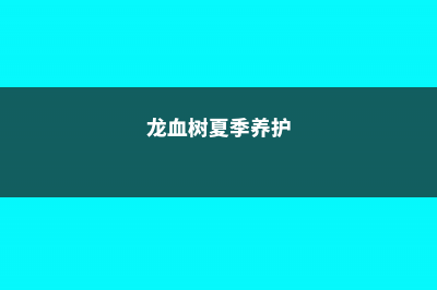 龙血树秋天怎么养 (龙血树夏季养护)