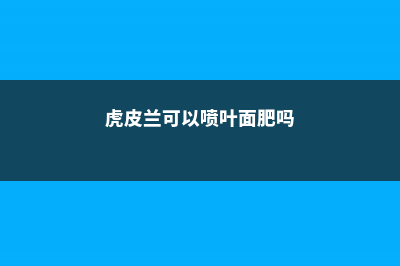 虎皮兰可以施尿素吗 (虎皮兰可以喷叶面肥吗)