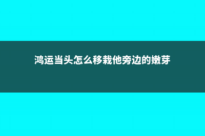 鸿运当头怎么移栽 (鸿运当头怎么移栽他旁边的嫩芽)