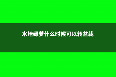 水培绿萝什么时候扦插（步骤图解），多久生根？ (水培绿萝什么时候可以转盆栽)