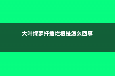 大叶绿萝扦插步骤图解，水养如何快速生根？ (大叶绿萝扦插烂根是怎么回事)