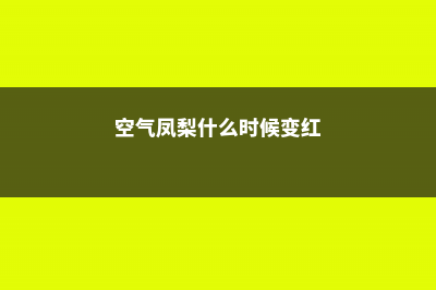 空气凤梨秋天怎么养 (空气凤梨什么时候变红)