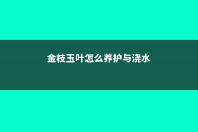 金枝玉叶怎么养 (金枝玉叶怎么养护与浇水)