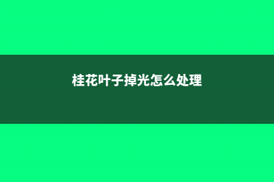 桂花叶子掉光怎样补救 (桂花叶子掉光怎么处理)