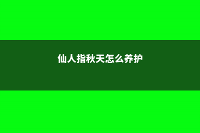 仙人指秋天怎么养 (仙人指秋天怎么养护)