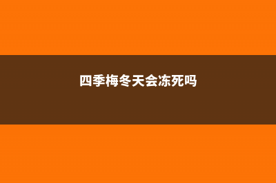 四季梅怎样过冬 (四季梅冬天会冻死吗)