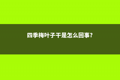 四季梅的叶子为啥蔫了 (四季梅叶子干是怎么回事?)