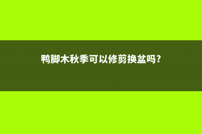 鸭脚木秋天怎么养 (鸭脚木秋季可以修剪换盆吗?)