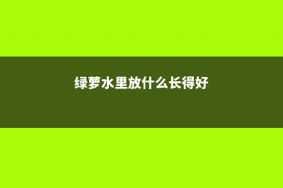 绿萝水里放什么长得好 (绿萝水里放什么长得好)