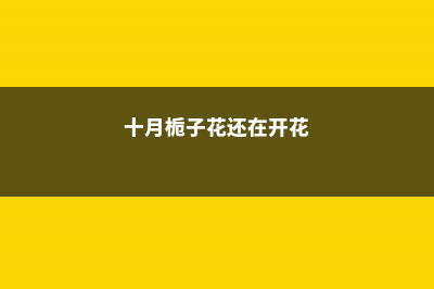 十月“栀子花”这么养，喷点“它”，叶子油绿花开一茬 (十月栀子花还在开花)