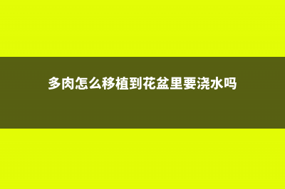 多肉怎么移植 (多肉怎么移植到花盆里要浇水吗)