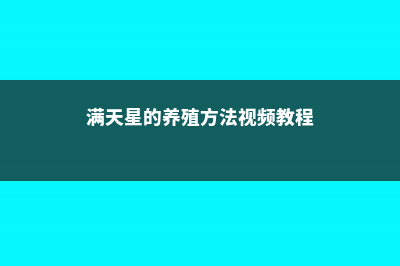 满天星的养殖方法和注意事项 (满天星的养殖方法视频教程)