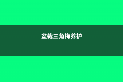 盆栽三角梅的养殖方法和注意事项 (盆栽三角梅养护)