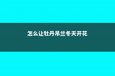 怎么让牡丹吊兰疯长 (怎么让牡丹吊兰冬天开花)