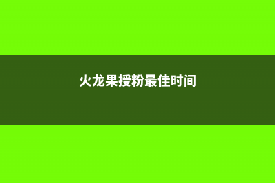 火龙果如何授粉 (火龙果授粉最佳时间)