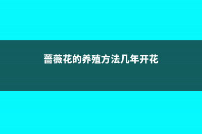 蔷薇花的养殖方法和注意事项 (蔷薇花的养殖方法几年开花)