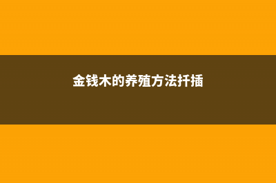 金钱木的养殖方法和注意事项 (金钱木的养殖方法扦插)