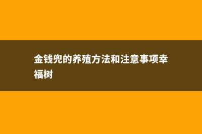 金钱兜的养殖方法和注意事项 (金钱兜的养殖方法和注意事项幸福树)