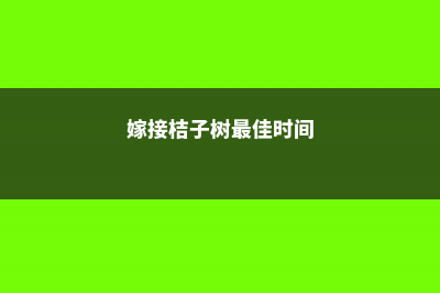 柿子树嫁接时间和方法 (嫁接桔子树最佳时间)